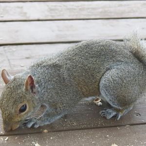 Squirrel Rug Part II