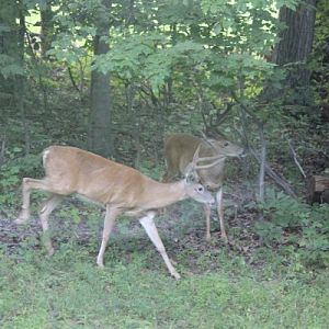 Backyard Deer 2 Aug 2016