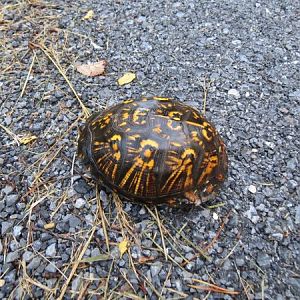 Why Did the Turtle Cross The Road?