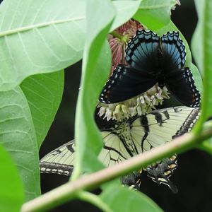 Red Spotted Purple Admiral and Tiger Swallowtail