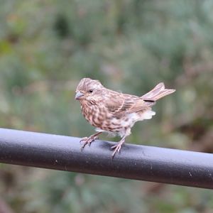 Young Purple Finch