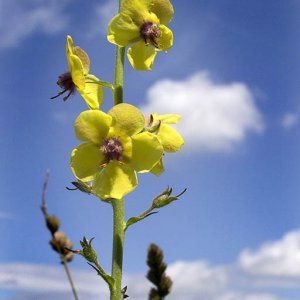 DSC_0234_yellow_orchids_sm.jpg