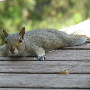 Squirrel Rug