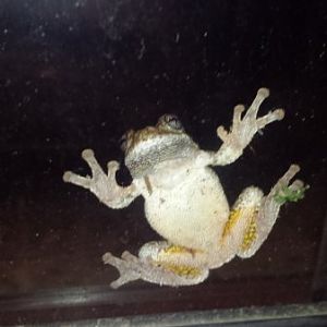 Tree frog